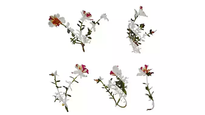 Anydrafts Portulaca oleracea granatus Atlas 01