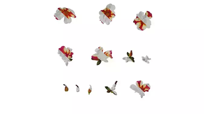 Anydrafts Portulaca oleracea granatus Atlas 02