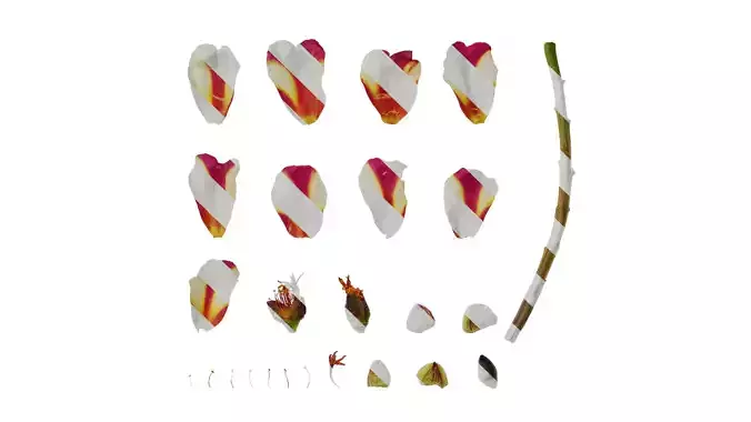 Anydrafts Portulaca oleracea granatus Flower 01