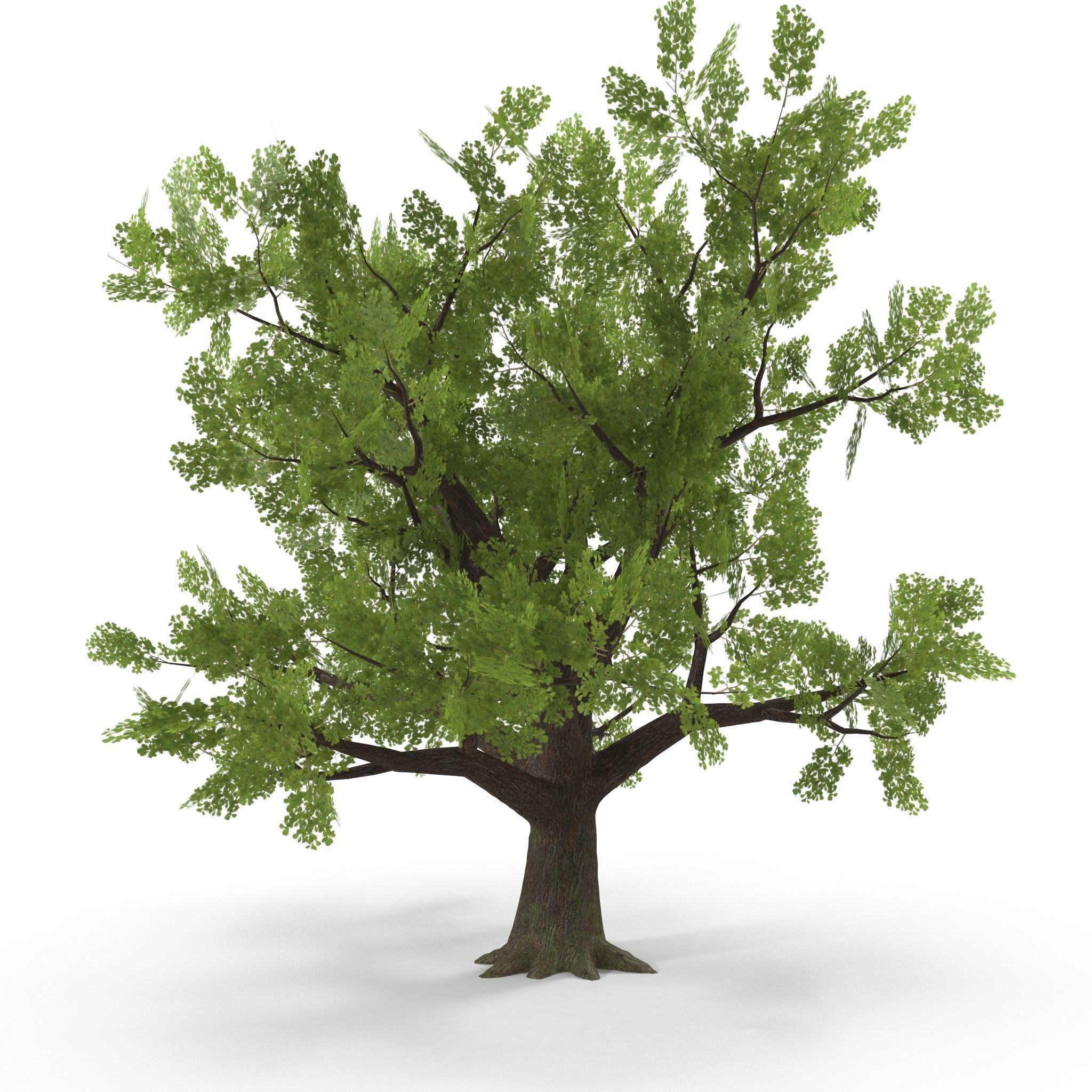 Old Oak Low Poly Low-poly 3D model_5