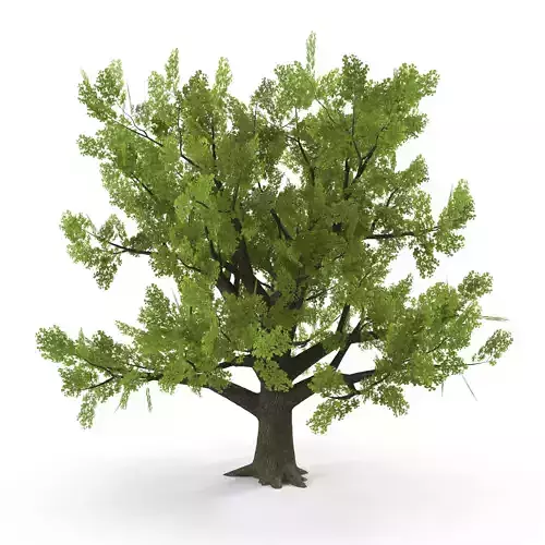 Old Oak Low Poly Low-poly 3D model