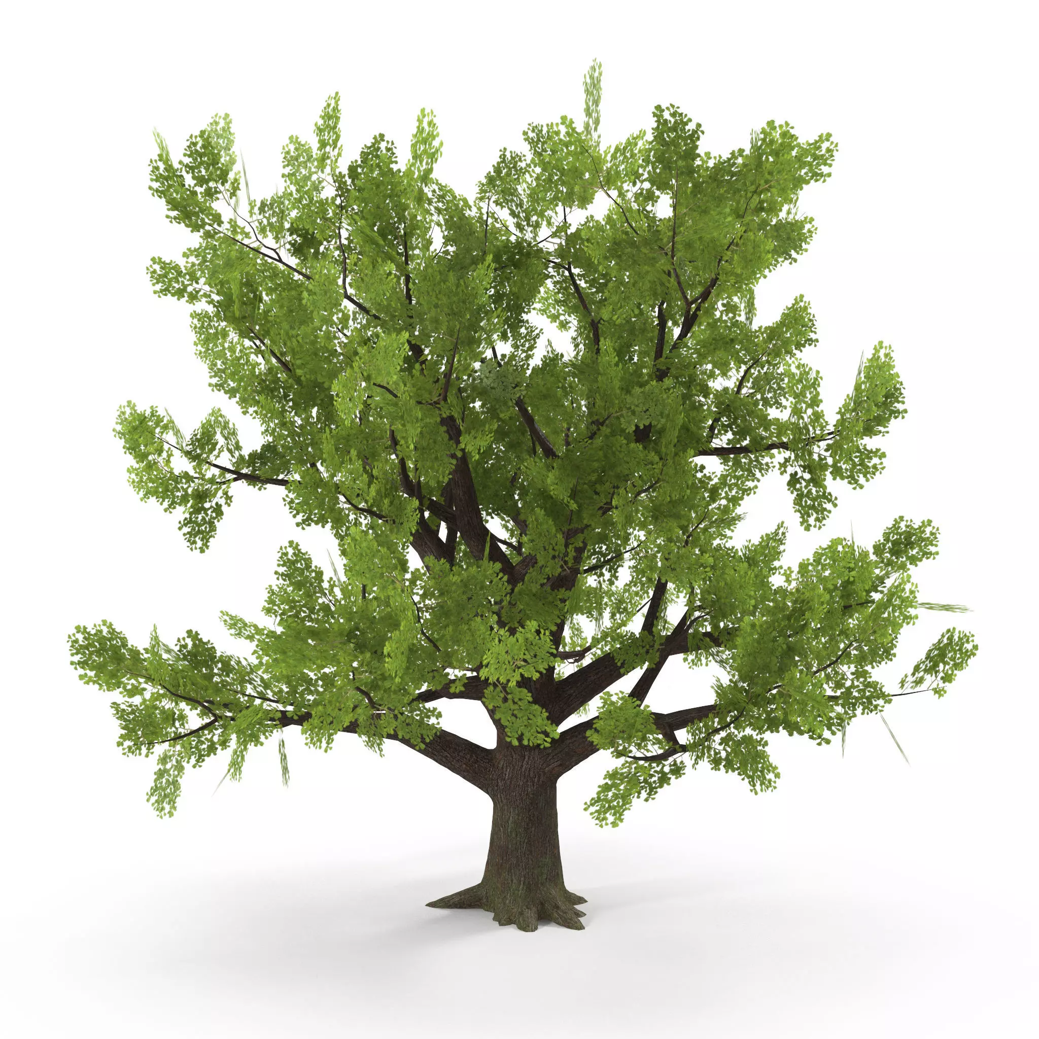 Old Oak Low Poly Low-poly 3D model_0