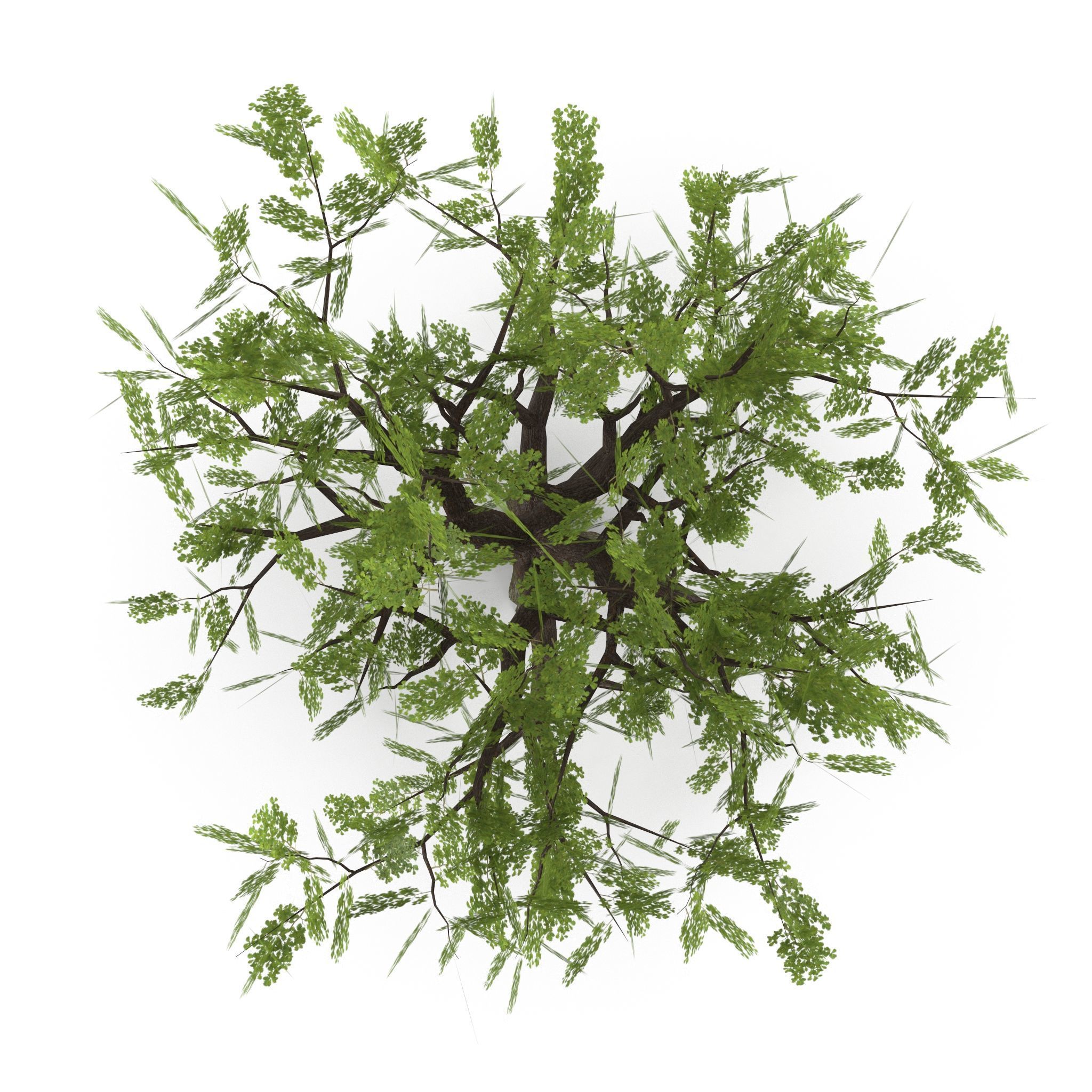 Old Oak Low Poly Low-poly 3D model_4