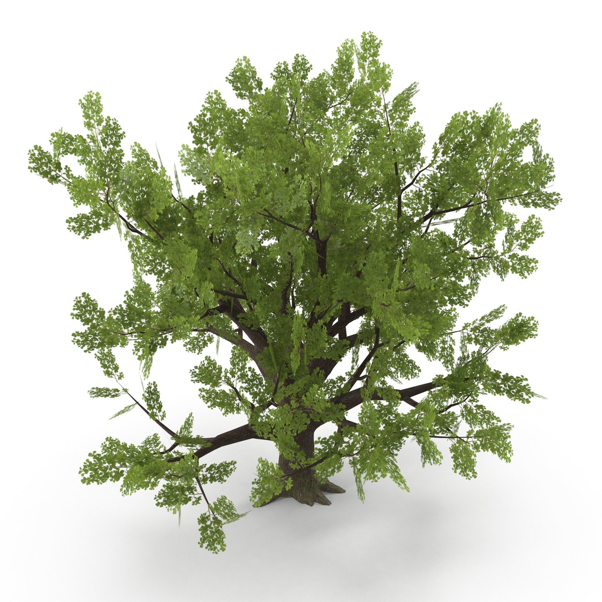 Old Oak Low Poly Low-poly 3D model_2