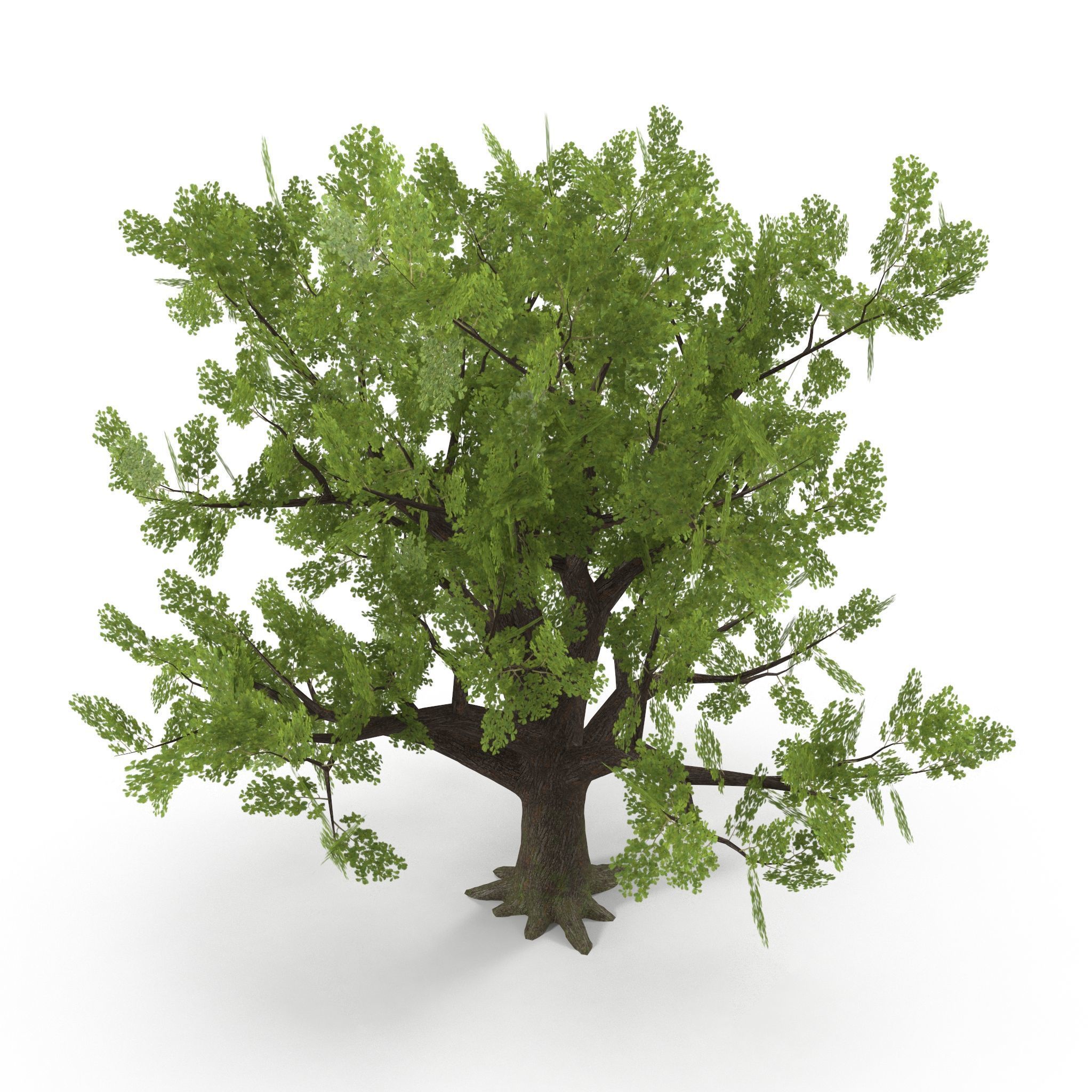 Old Oak Low Poly Low-poly 3D model_1