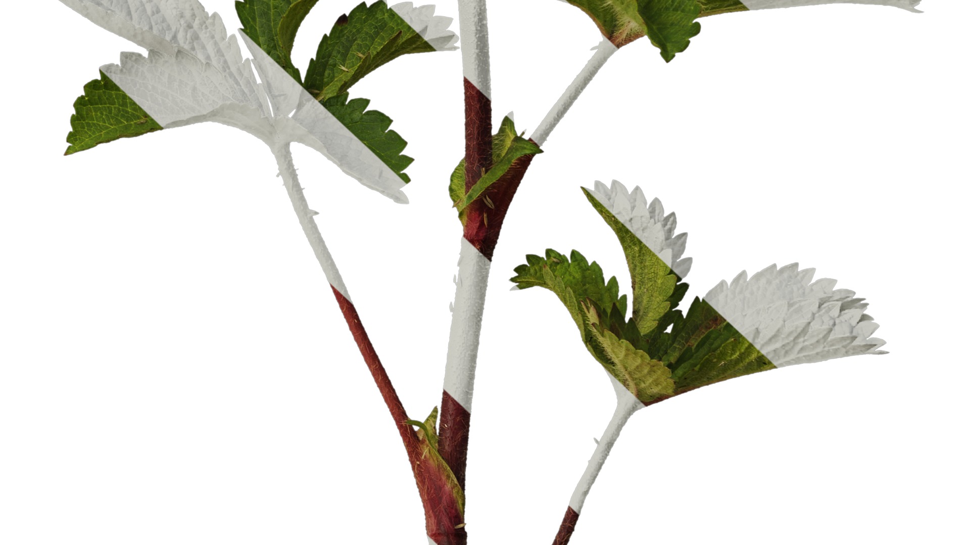 Anydrafts Potentilla nepalensis Atlas 01 Texture_6