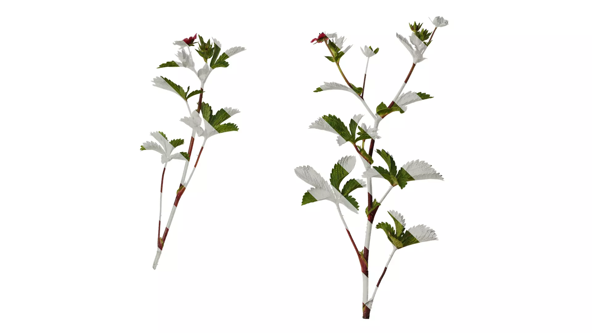 Anydrafts Potentilla nepalensis Atlas 01 Texture_0