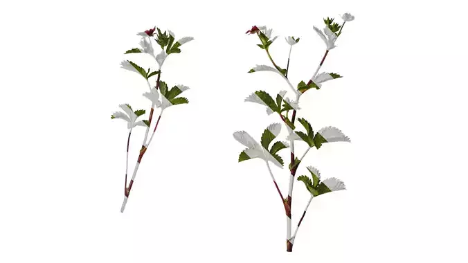 Anydrafts Potentilla nepalensis Atlas 01