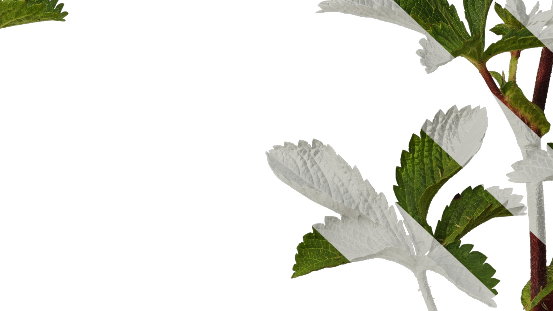 Anydrafts Potentilla nepalensis Atlas 01 Texture_7