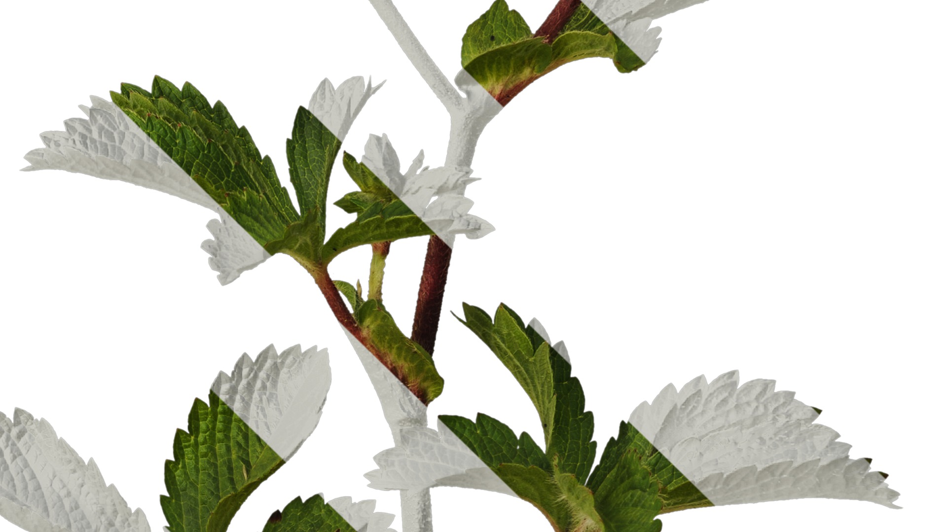 Anydrafts Potentilla nepalensis Atlas 01 Texture_4