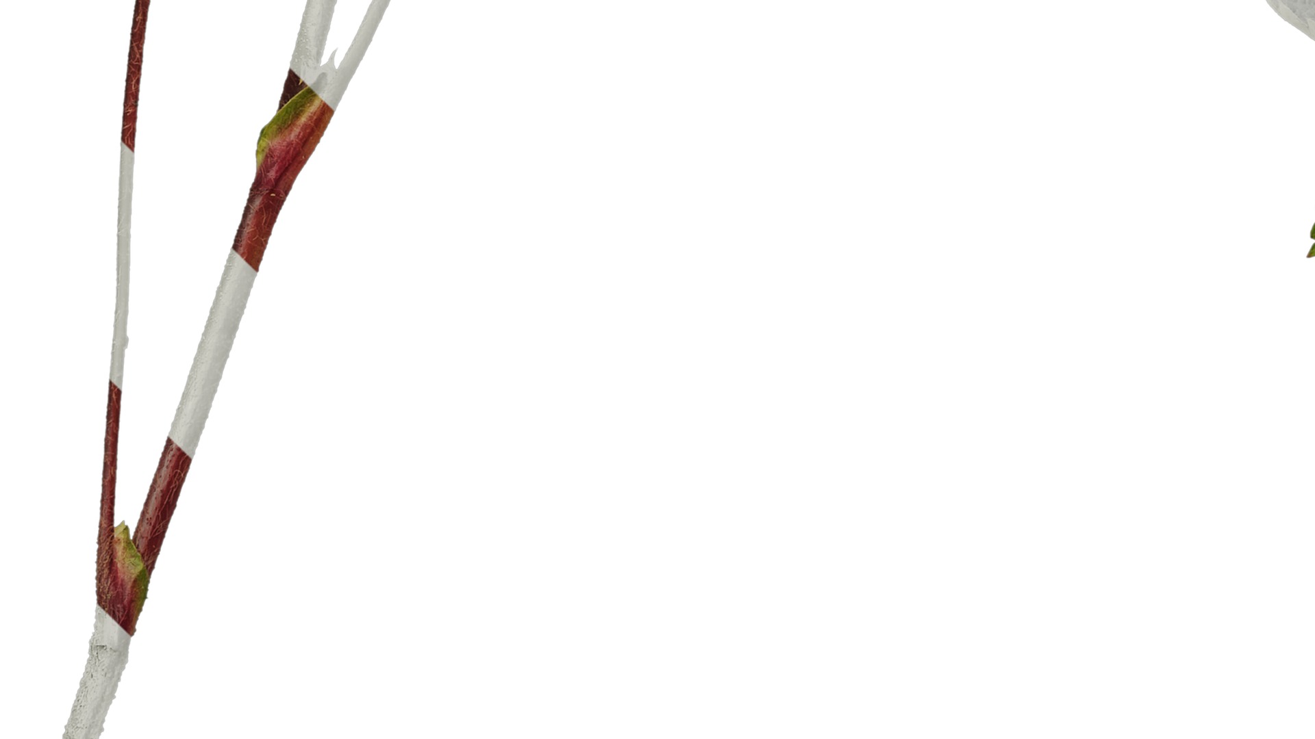 Anydrafts Potentilla nepalensis Atlas 01 Texture_5