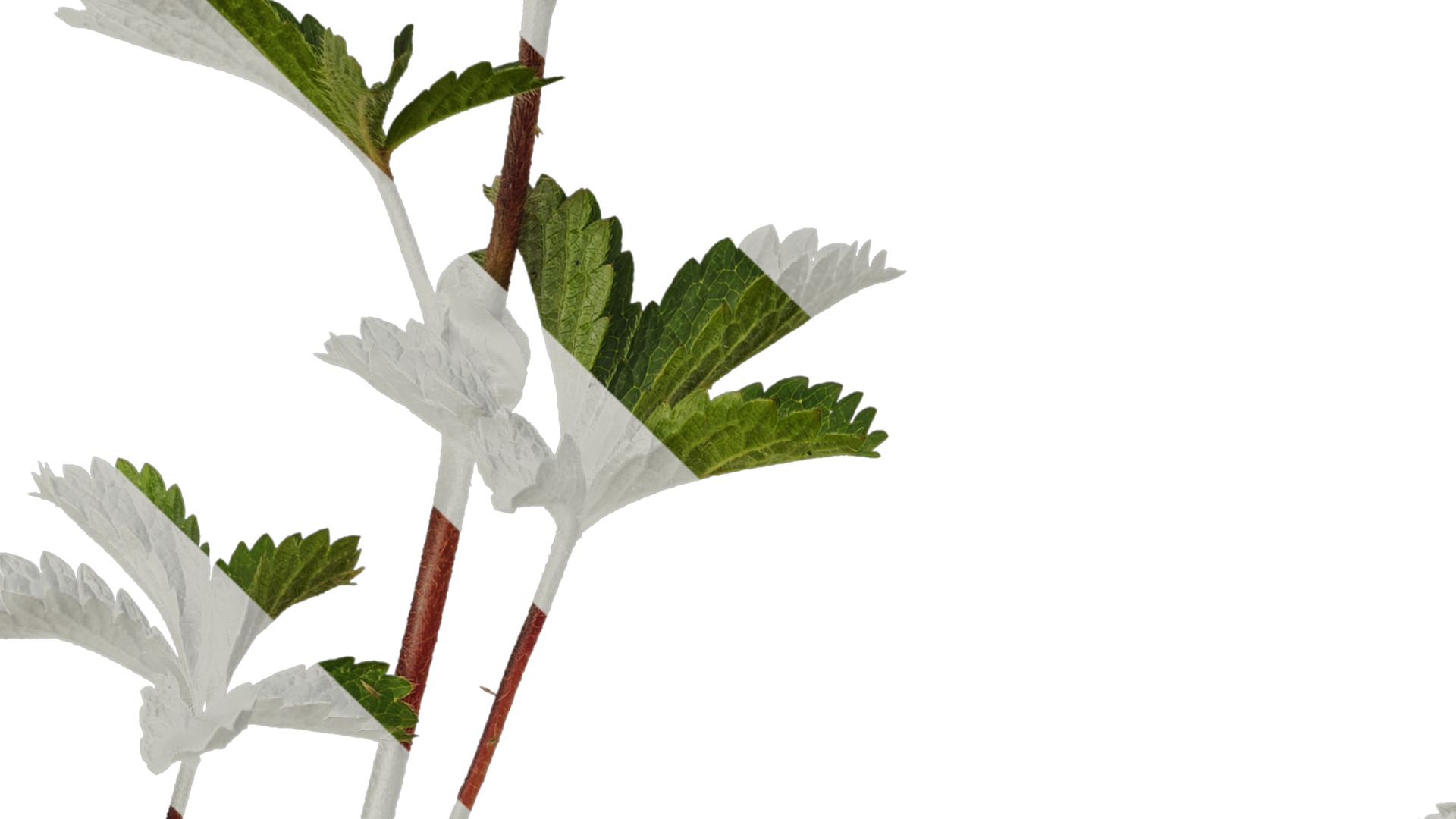 Anydrafts Potentilla nepalensis Atlas 01 Texture_3