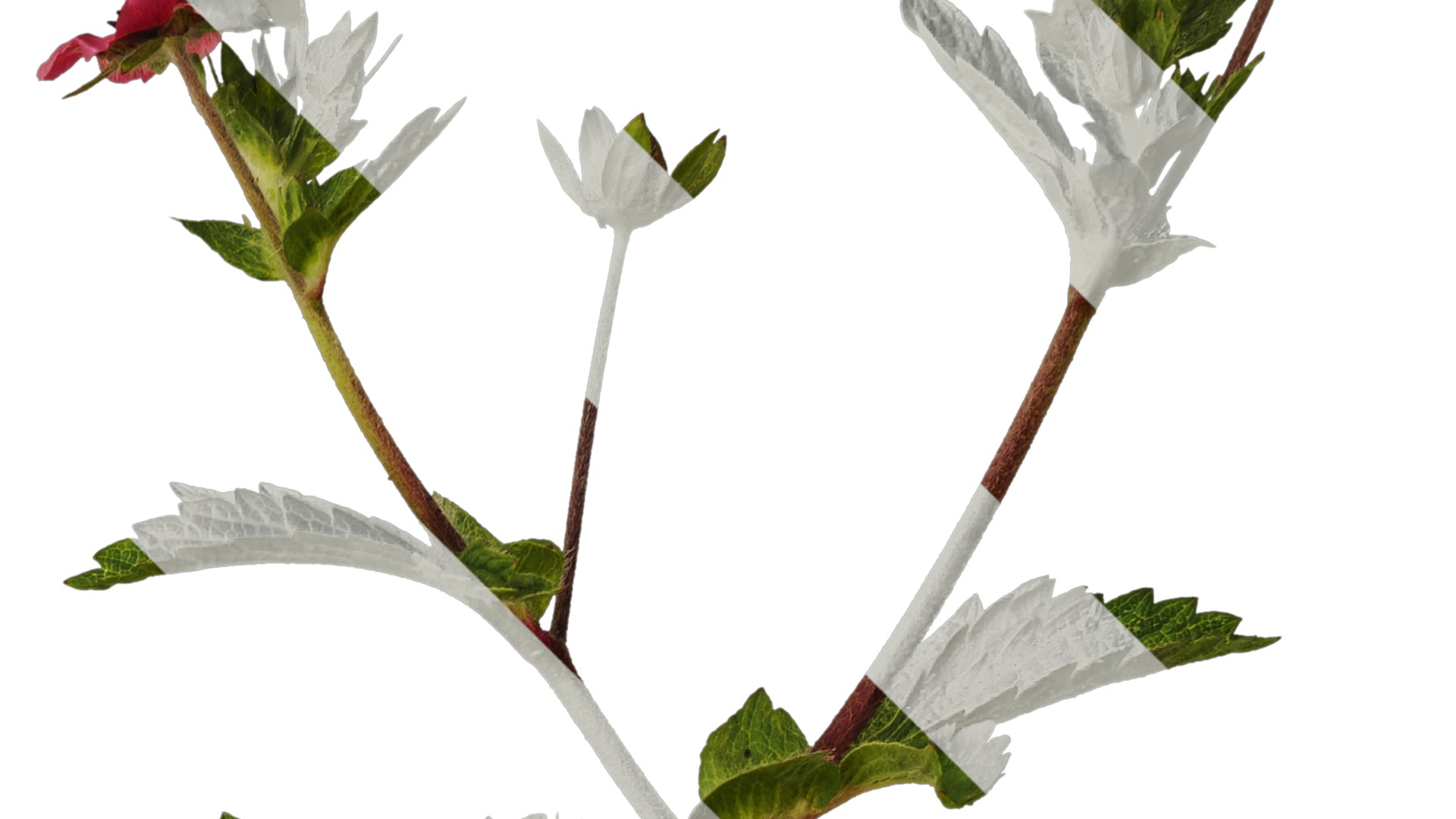 Anydrafts Potentilla nepalensis Atlas 01 Texture_2