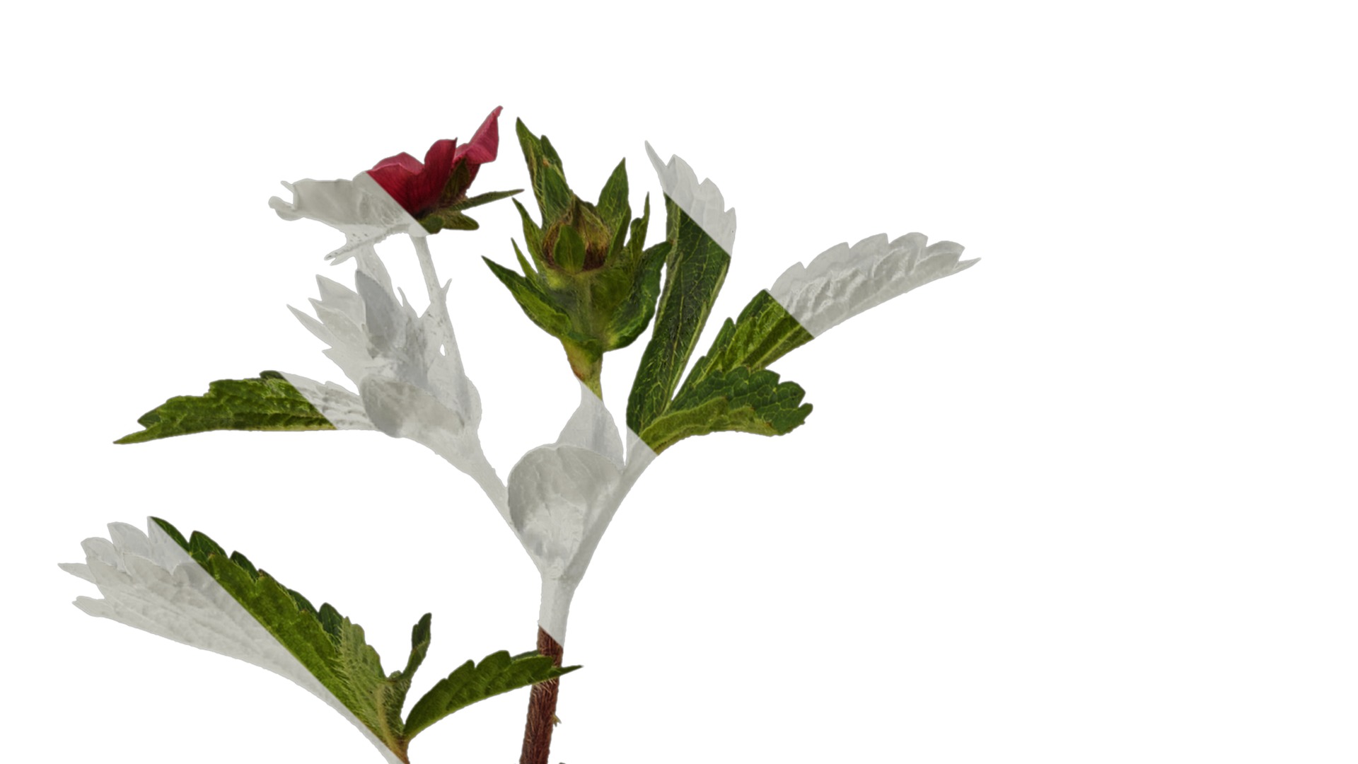 Anydrafts Potentilla nepalensis Atlas 01 Texture_1