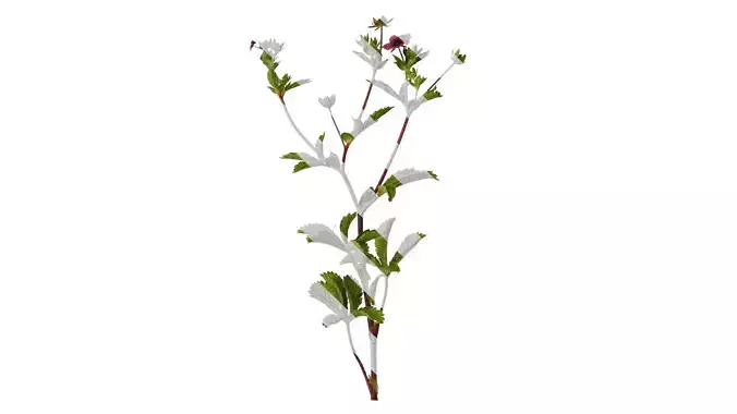 Anydrafts Potentilla nepalensis Atlas 02