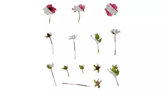 Anydrafts Potentilla nepalensis Atlas 03