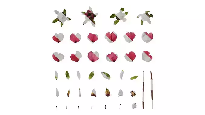 Anydrafts Potentilla nepalensis Flower 01