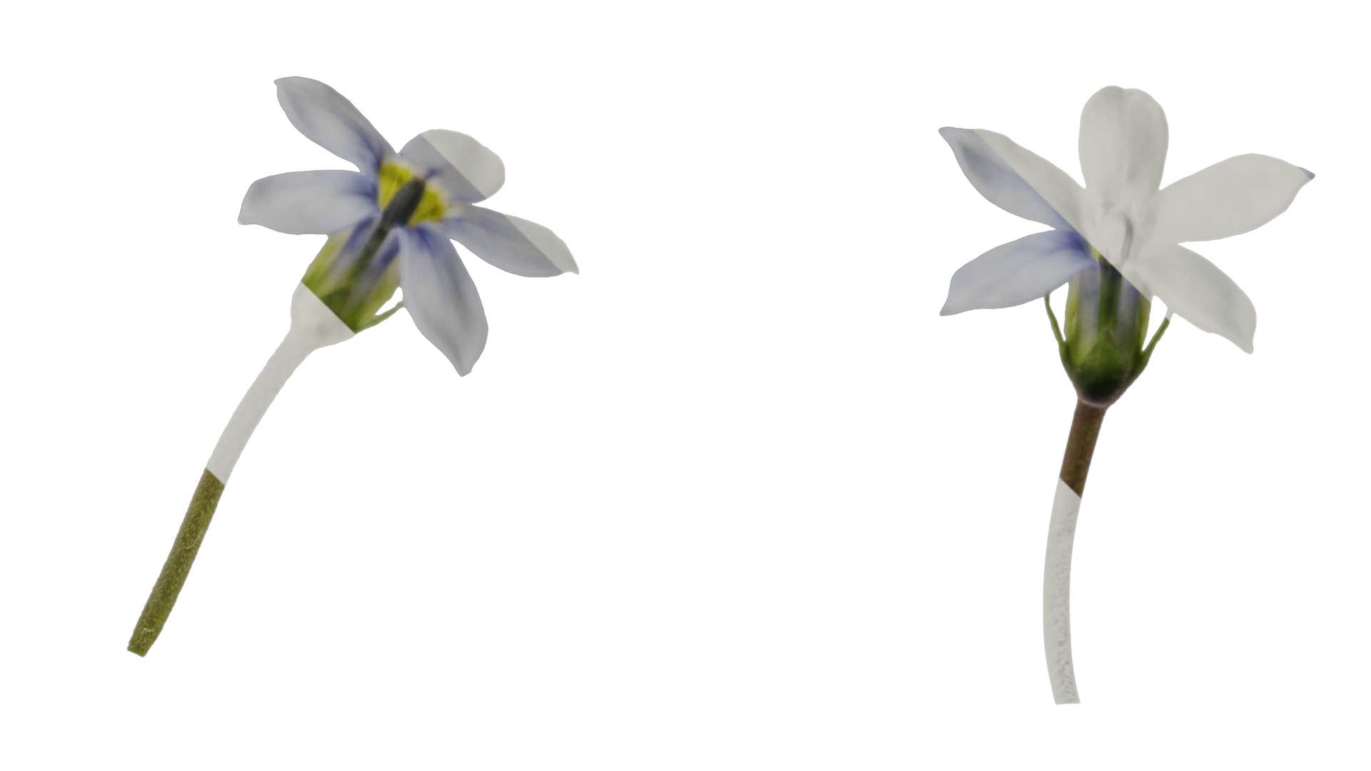 Anydrafts Pratia pedunculata Flower 01 Texture_4