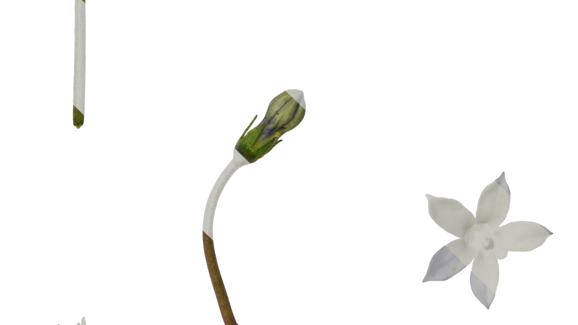 Anydrafts Pratia pedunculata Flower 01 Texture_3