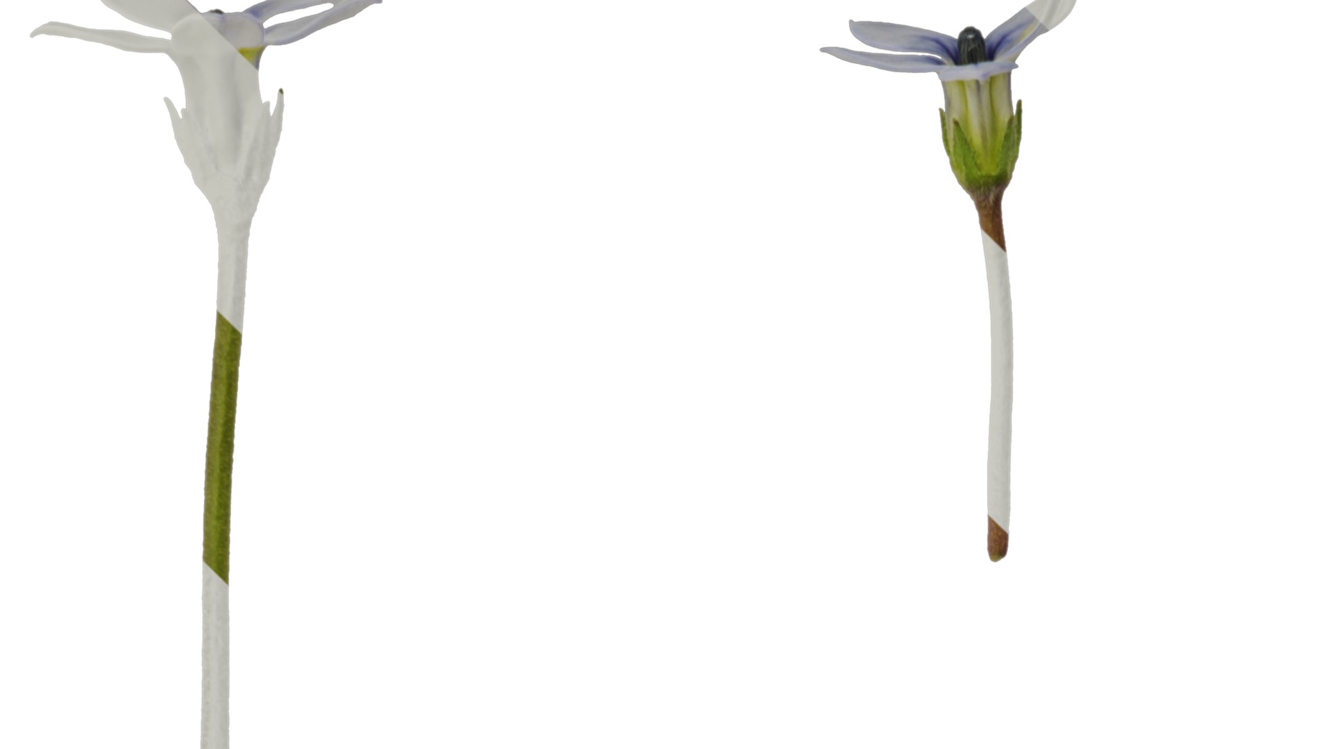 Anydrafts Pratia pedunculata Flower 01 Texture_1