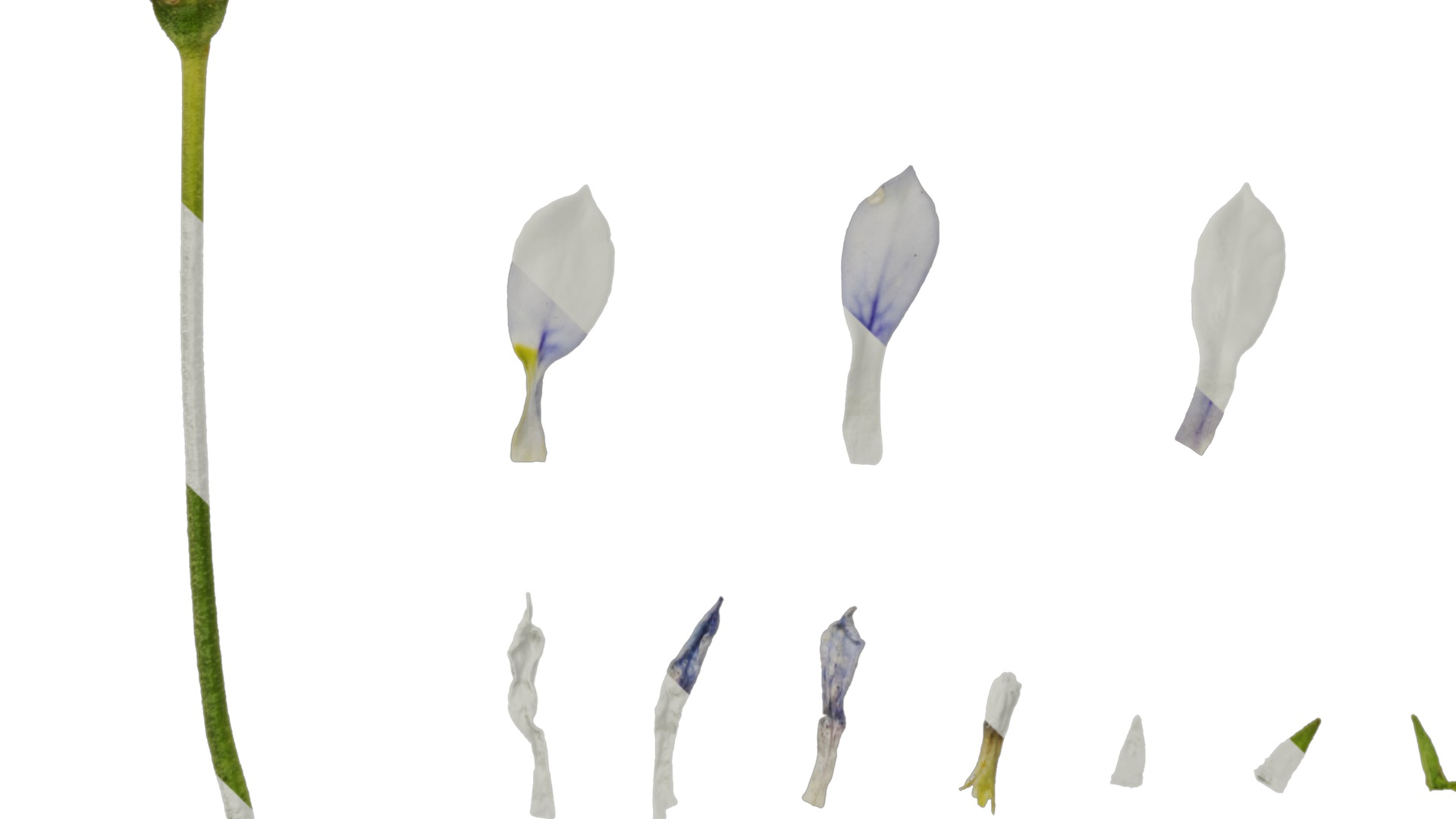 Anydrafts Pratia pedunculata Flower 01 Texture_5