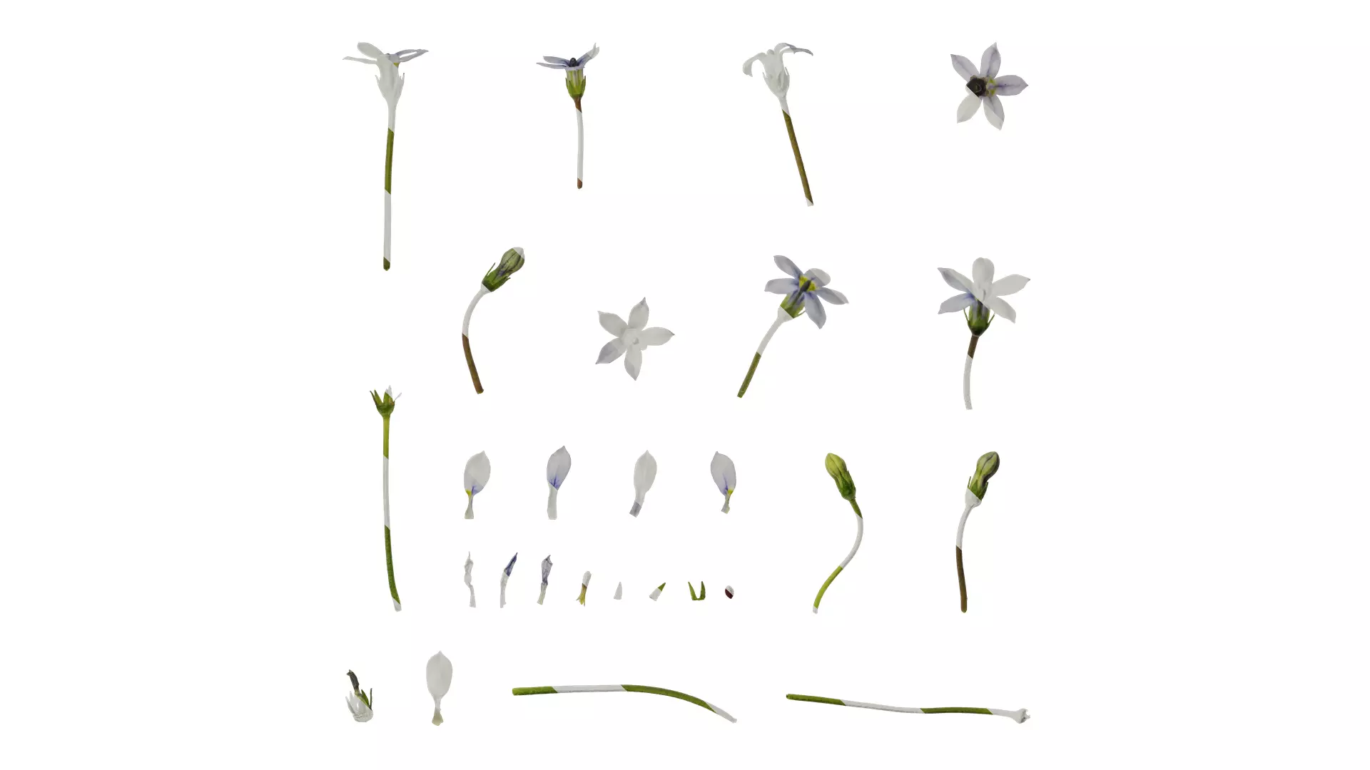 Anydrafts Pratia pedunculata Flower 01 Texture_0