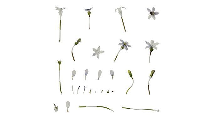Anydrafts Pratia pedunculata Flower 01 Texture