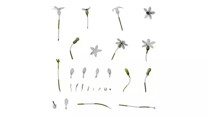 Anydrafts Pratia pedunculata Flower 01