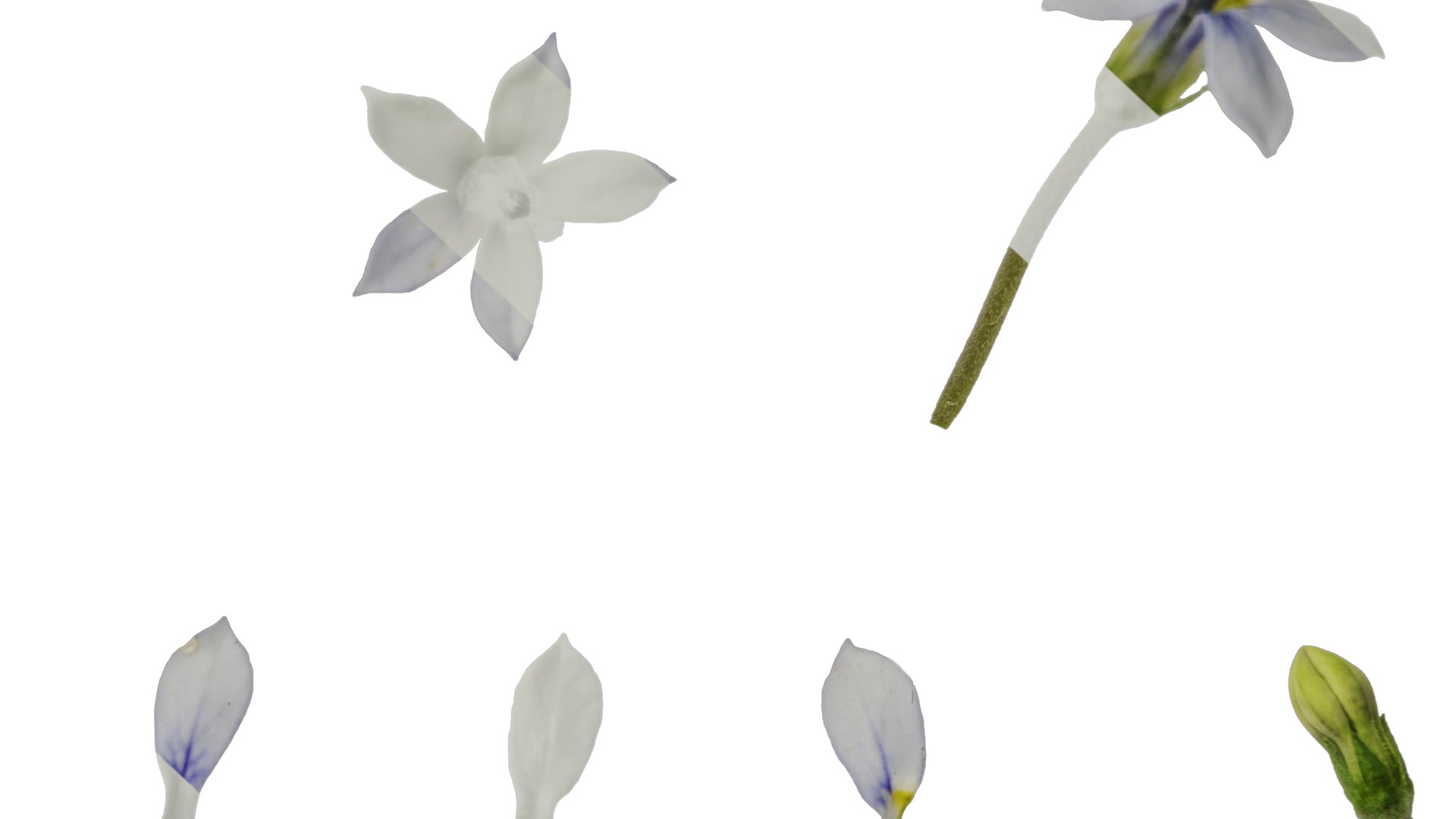 Anydrafts Pratia pedunculata Flower 01 Texture_7