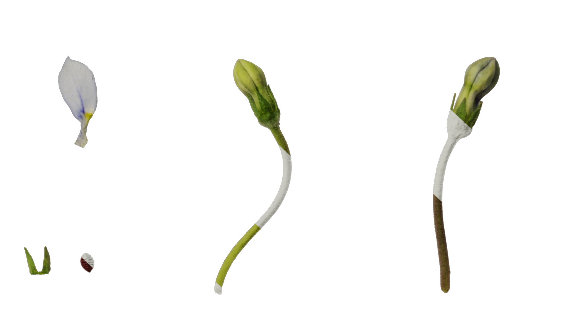 Anydrafts Pratia pedunculata Flower 01 Texture_6