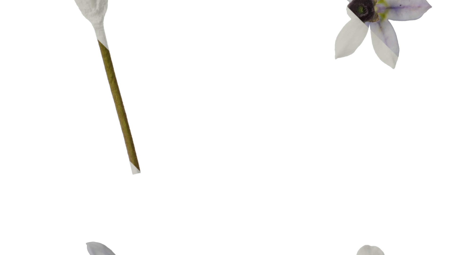 Anydrafts Pratia pedunculata Flower 01 Texture_2