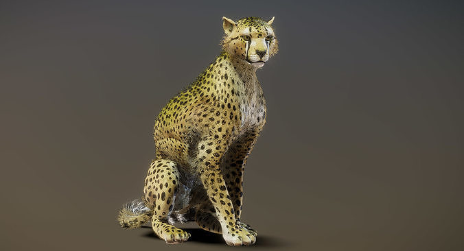 Cheetah 3D model