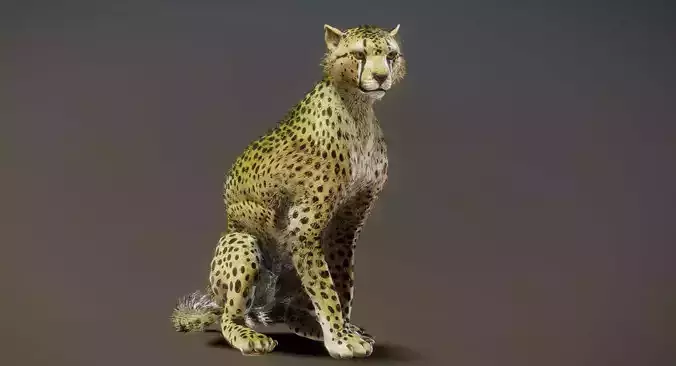 Cheetah 3D model