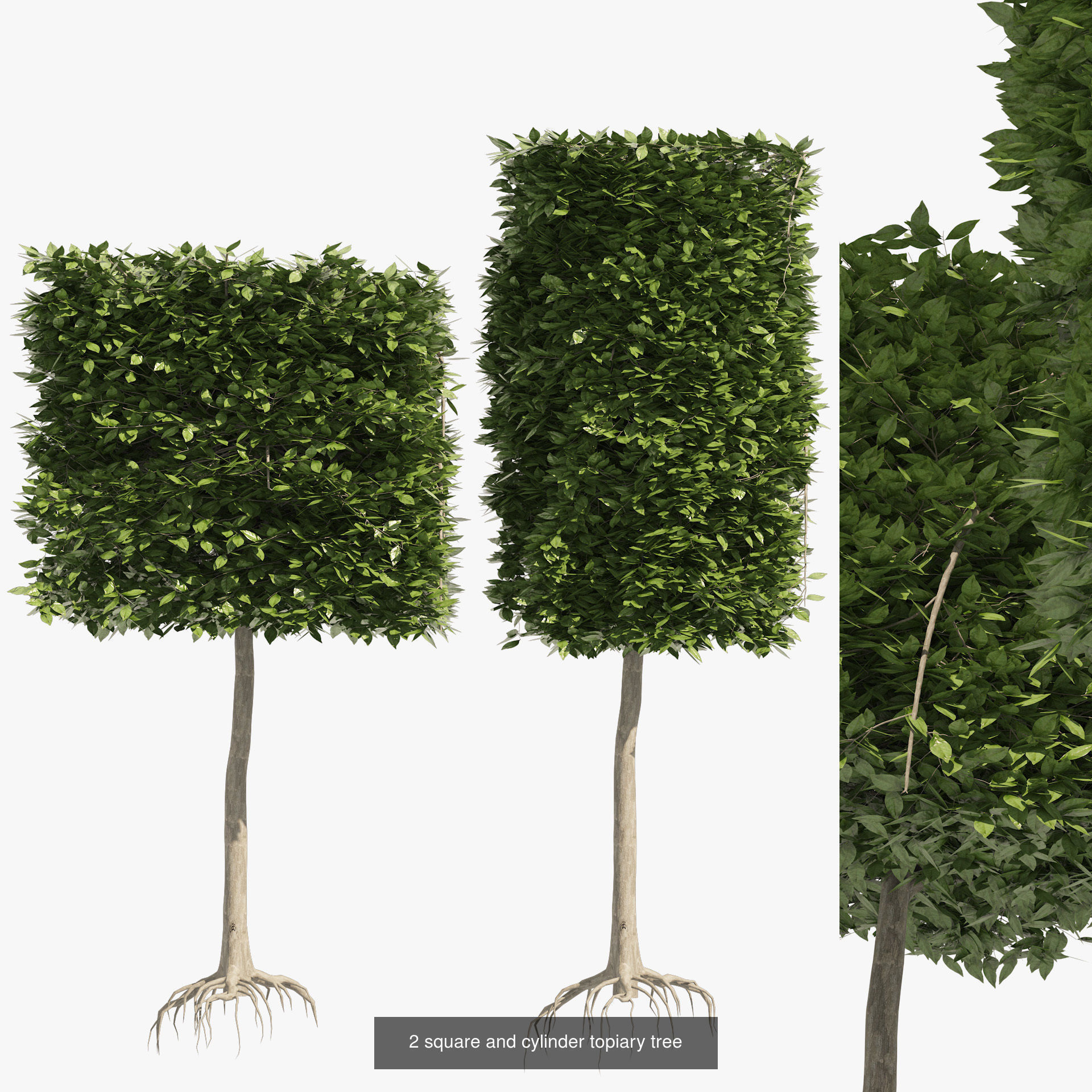 Garden Topiary Bush Collection 3D Pack 01 _20