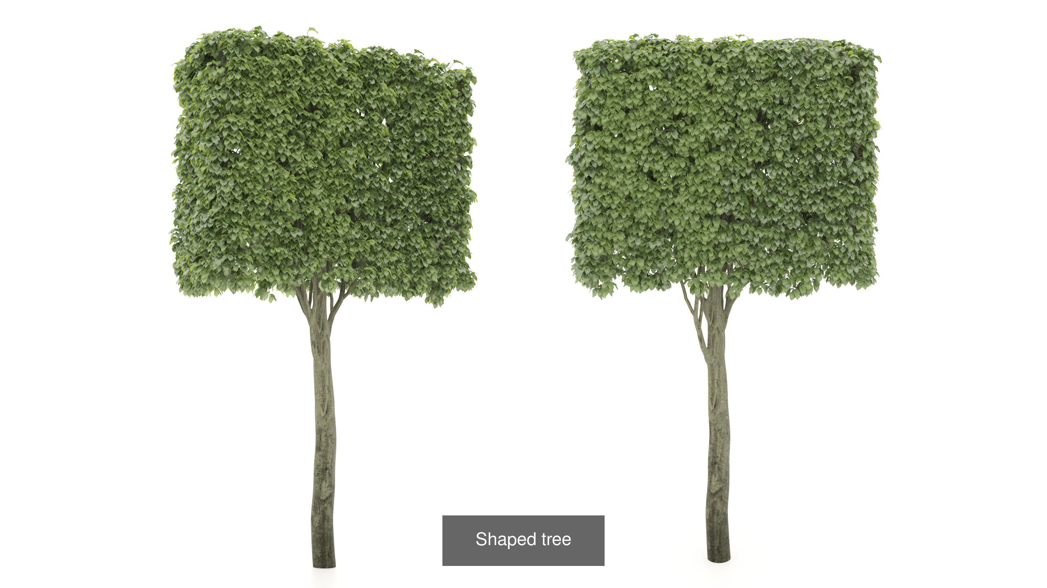 Garden Topiary Bush Collection 3D Pack 01 _15