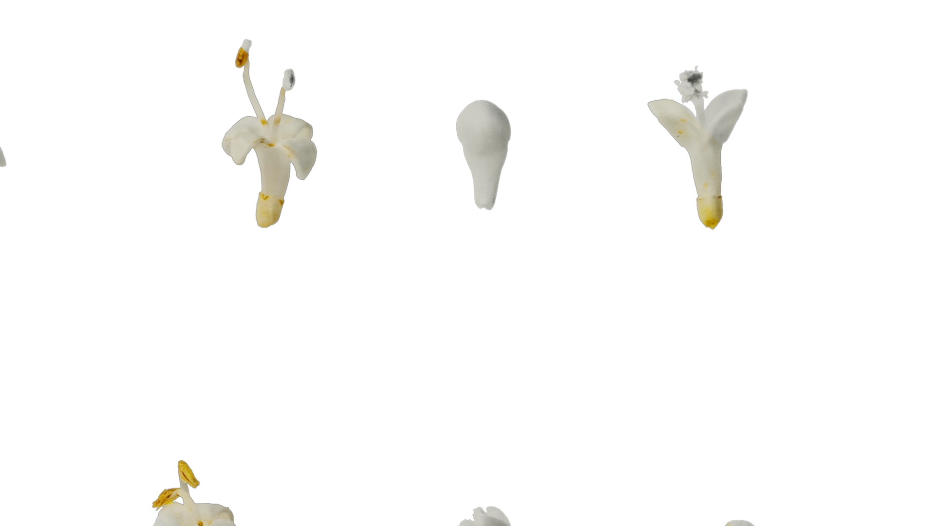 Anydrafts Ligustrum x vicaryi Flower 01 Texture_4