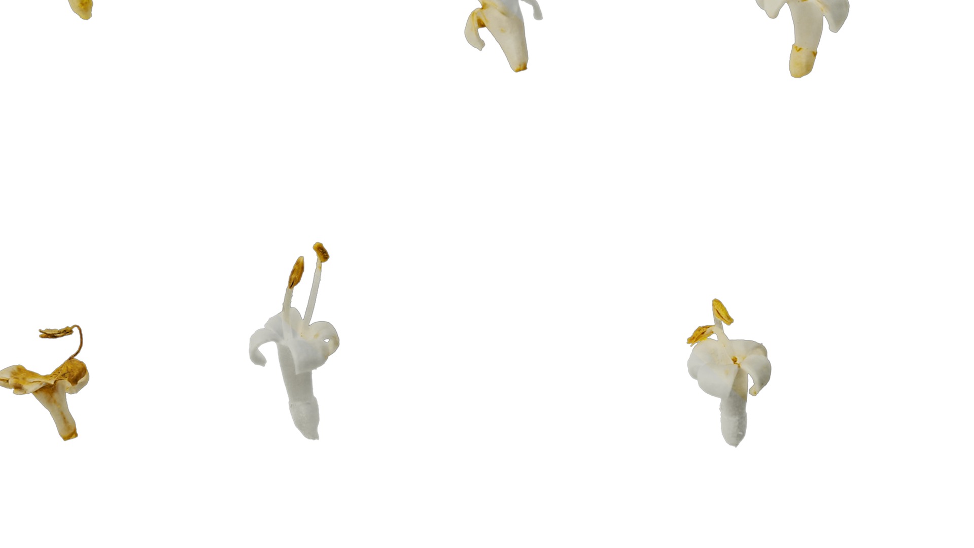 Anydrafts Ligustrum x vicaryi Flower 01 Texture_7