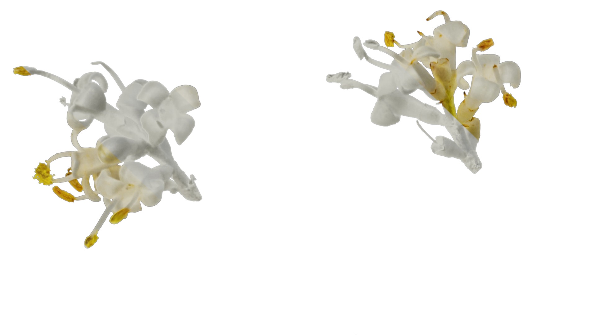 Anydrafts Ligustrum x vicaryi Flower 01 Texture_1