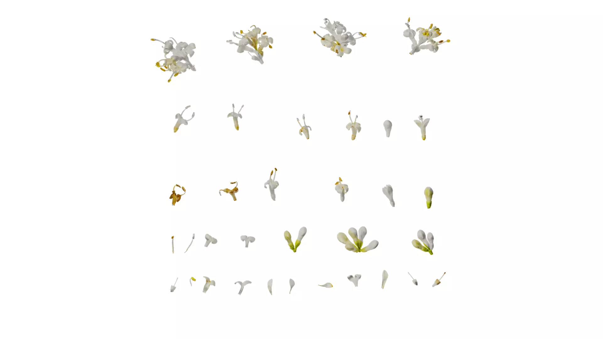 Anydrafts Ligustrum x vicaryi Flower 01 Texture_0