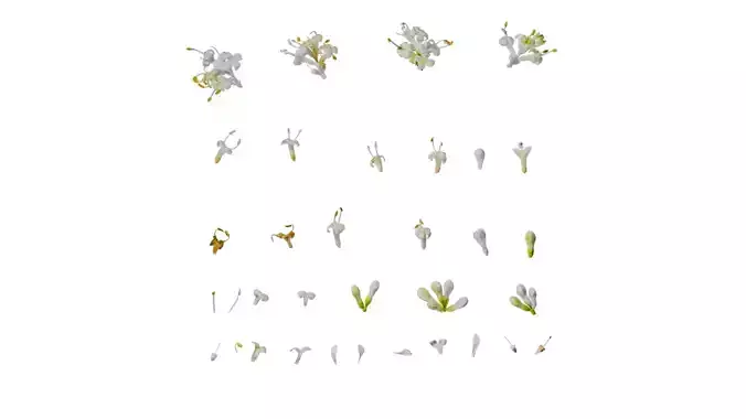 Anydrafts Ligustrum x vicaryi Flower 01