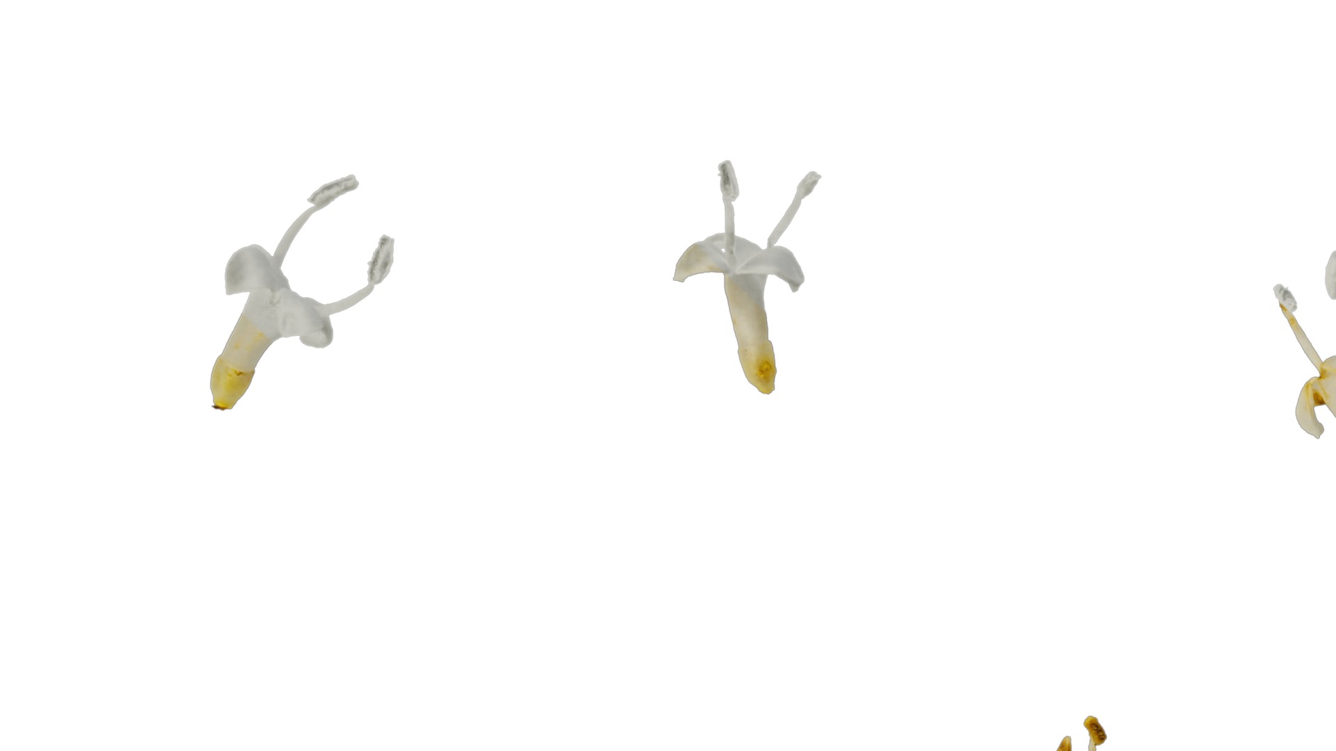 Anydrafts Ligustrum x vicaryi Flower 01 Texture_3