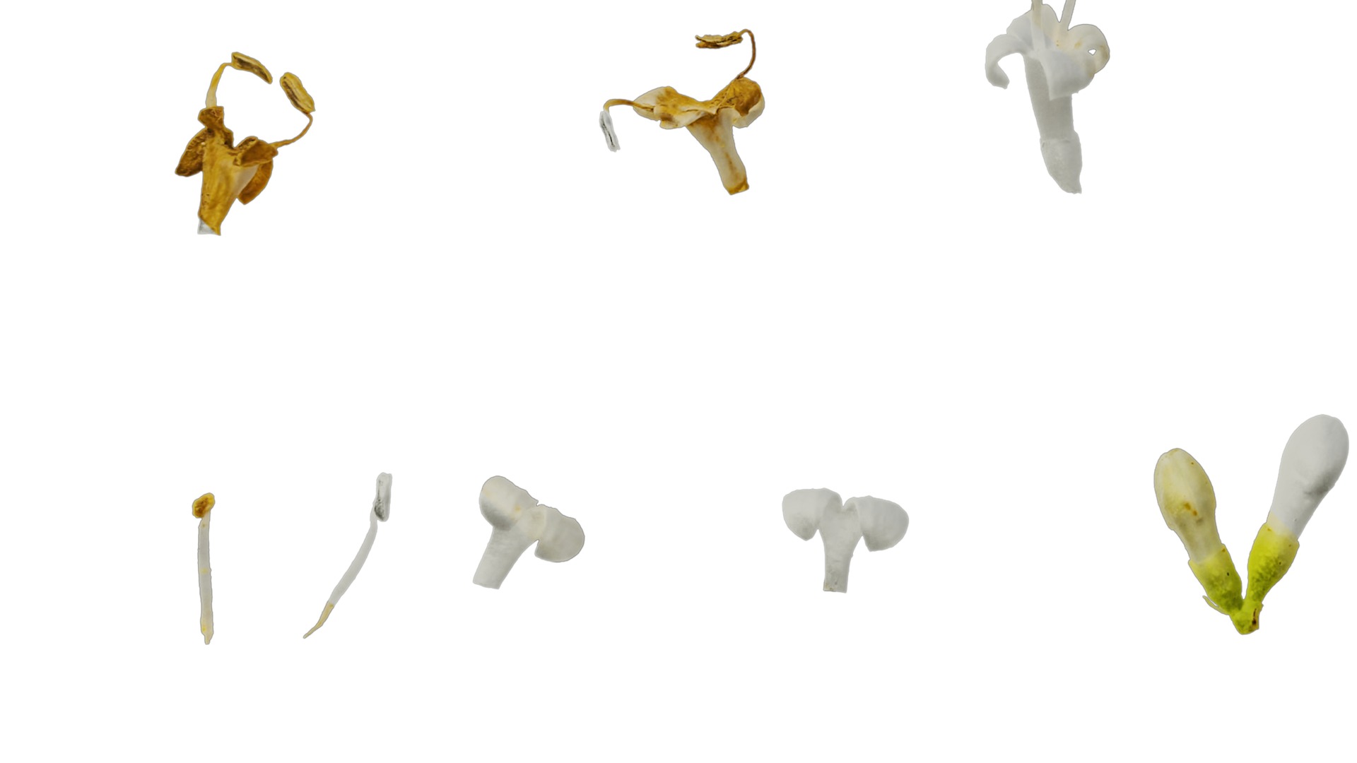 Anydrafts Ligustrum x vicaryi Flower 01 Texture_5