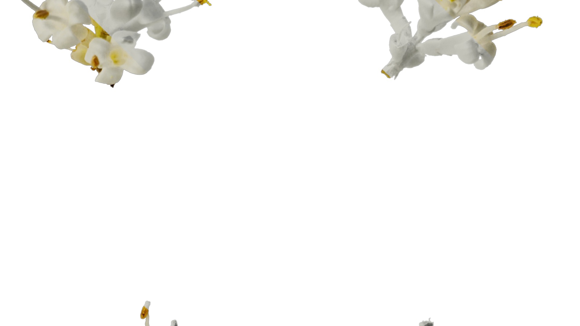 Anydrafts Ligustrum x vicaryi Flower 01 Texture_2