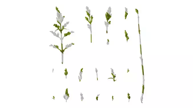 Anydrafts Ligustrum x vicaryi Flower 03