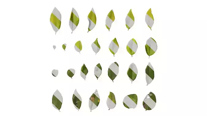 Anydrafts Ligustrum x vicaryi Leaf 01