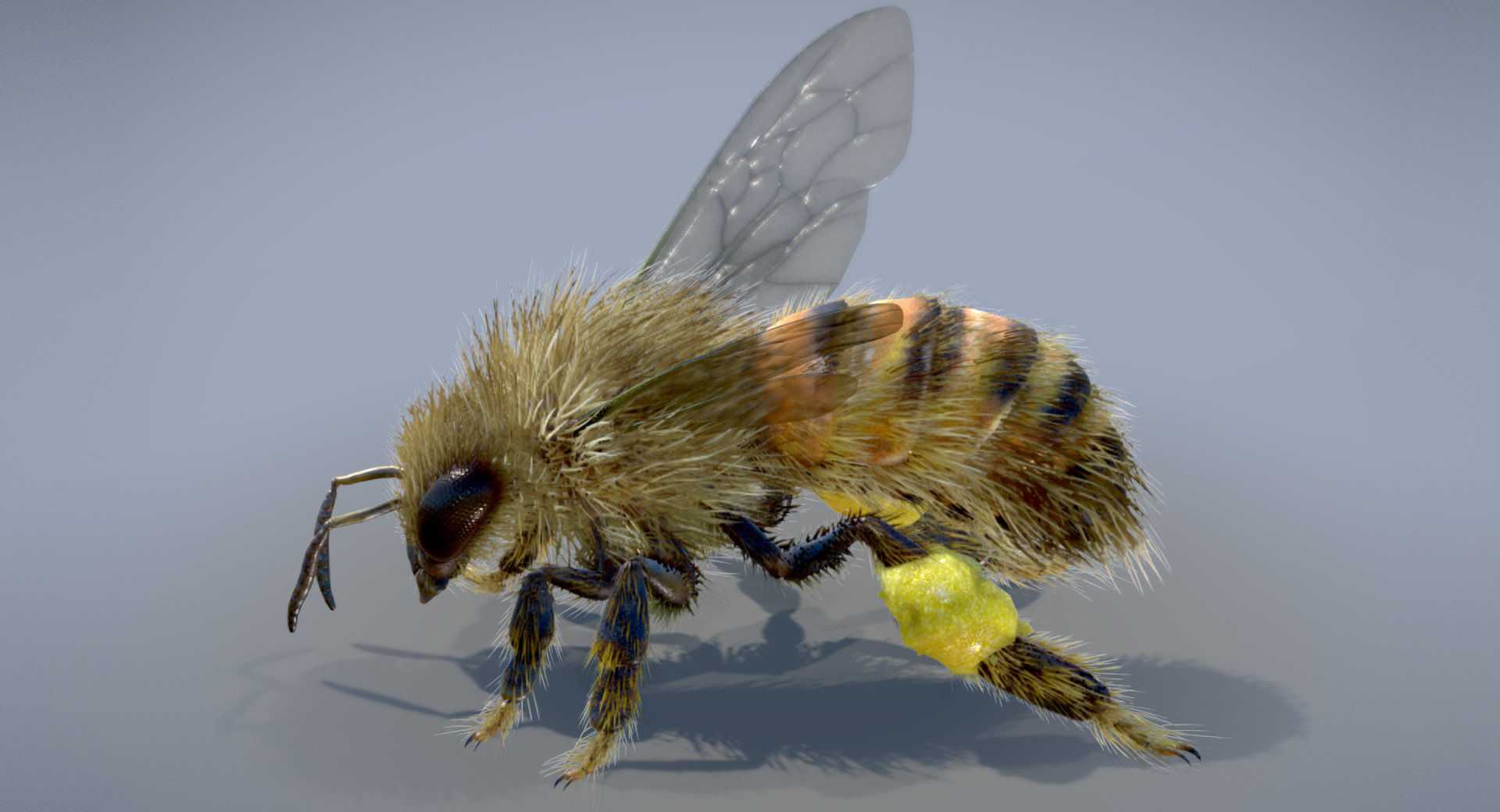 Western Honey Bee Worker 3D model_4