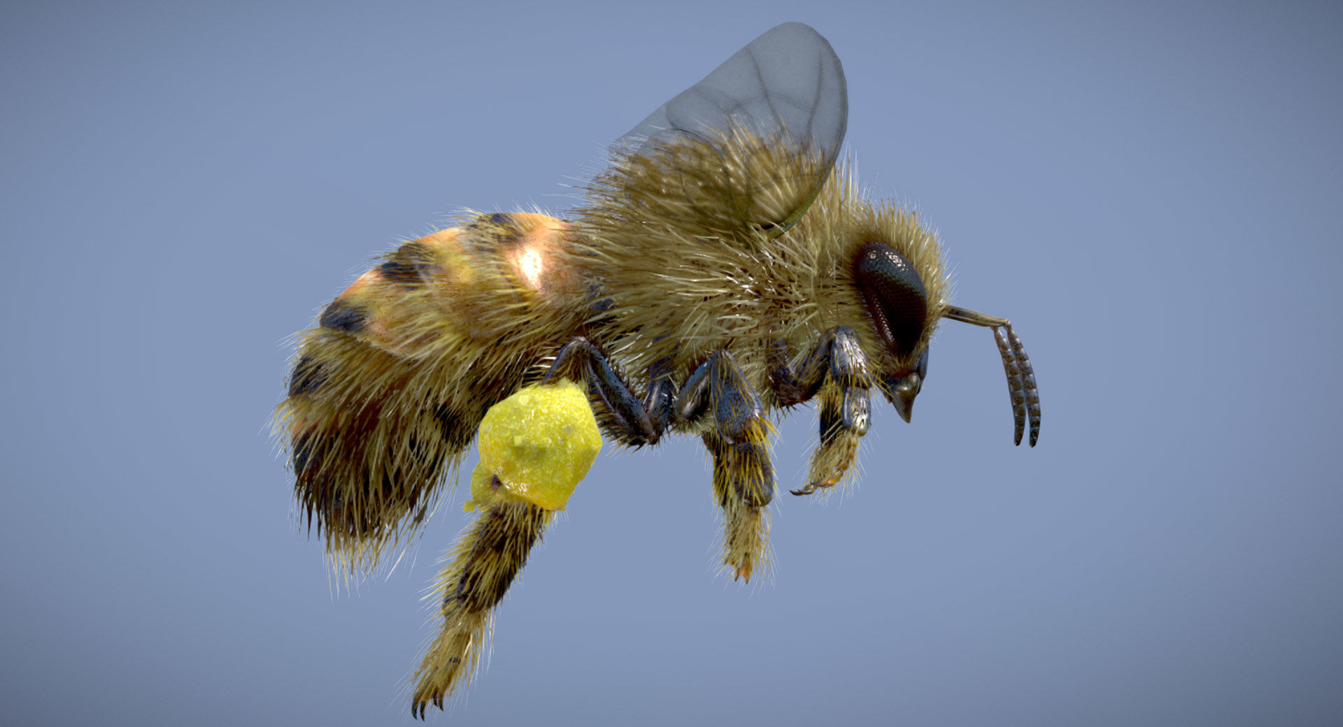 Western Honey Bee Worker 3D model_2