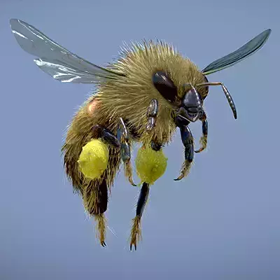Western Honey Bee Worker