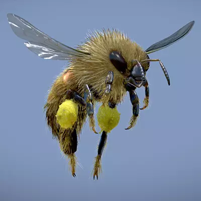 Western Honey Bee Worker 3D model_0