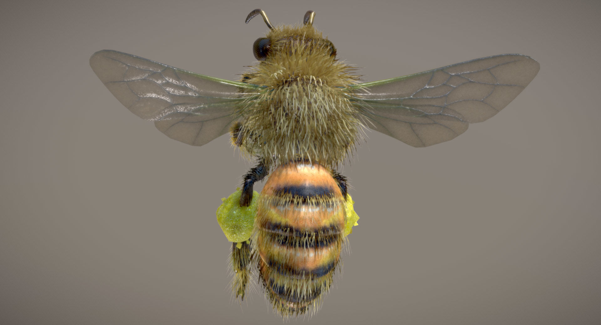 Western Honey Bee Worker 3D model_1